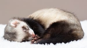 furetto
