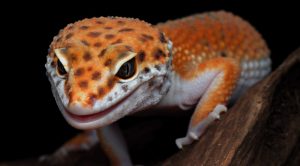 geco leopardo