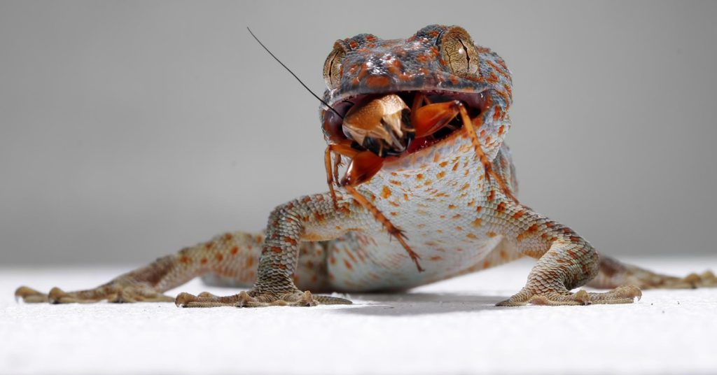 geco tokay