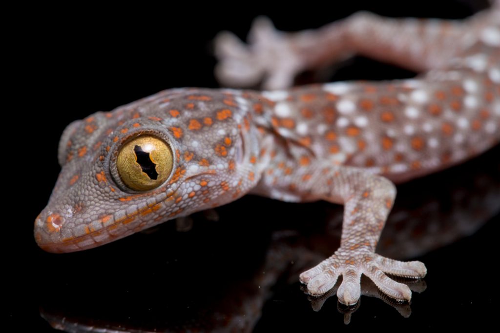 geco tokay