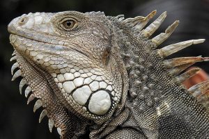 iguana