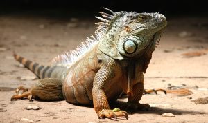 iguana
