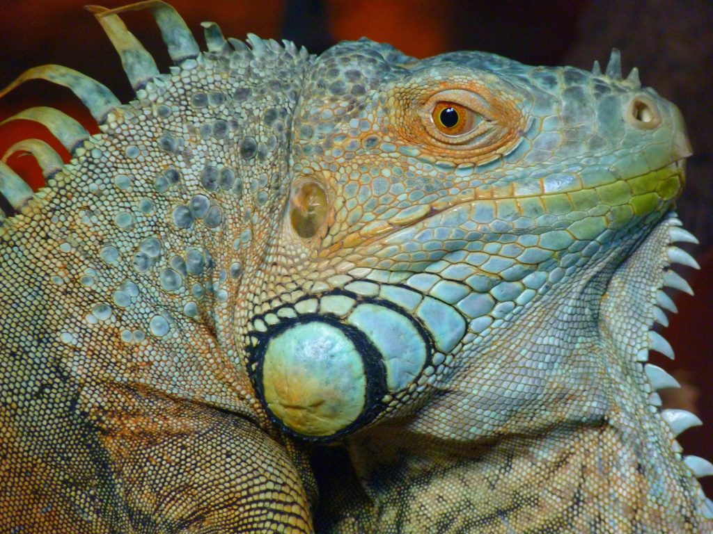 iguana