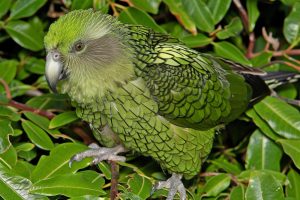 kakapo