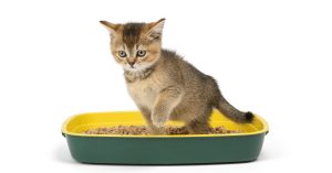 diarrea gatto