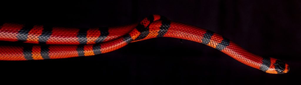 Lampropeltis triangulum