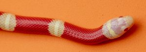 Lampropeltis triangulum