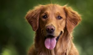 Leishmania