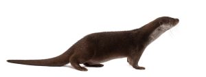 animali pericolosi