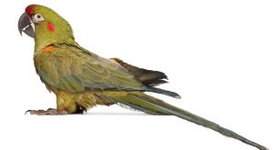 Malattia di pacheco