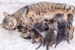 alimentazione gattini