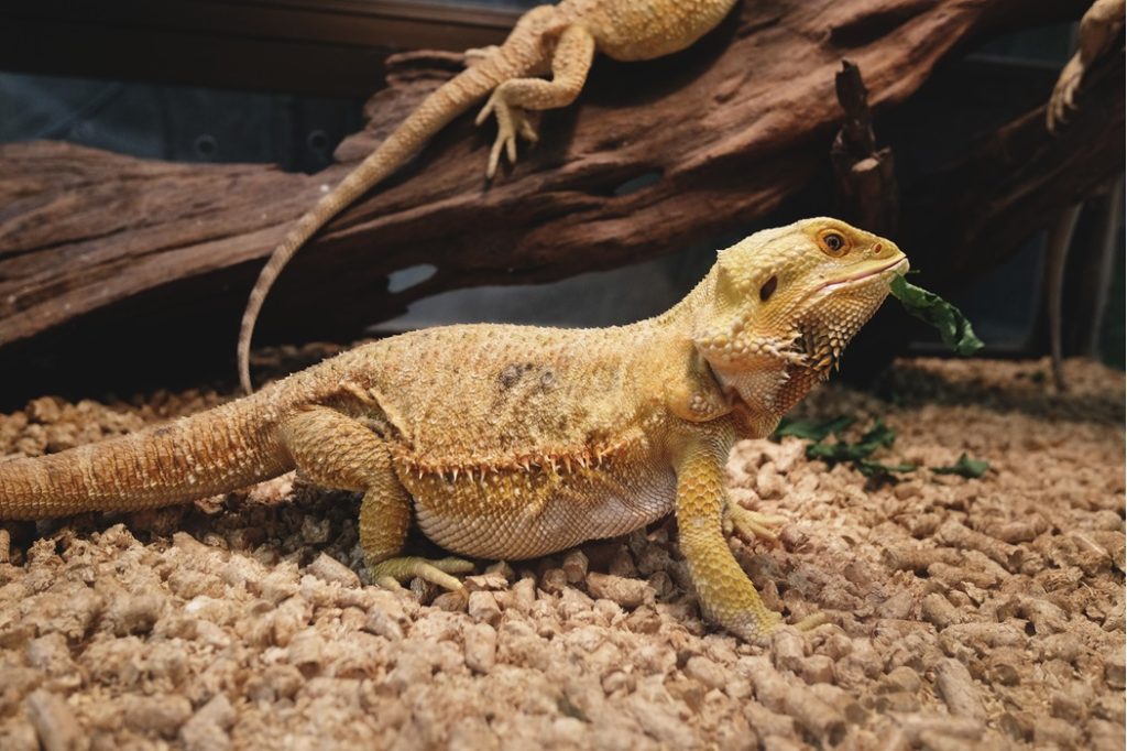 pogona