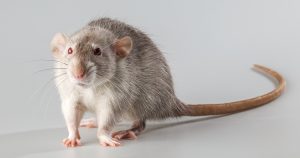 ratto