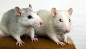 ratto
