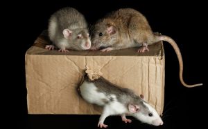 ratto