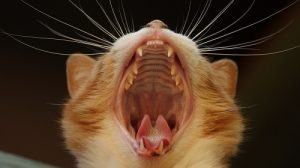 Cure dentali