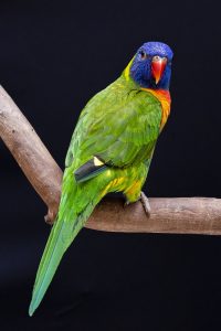 Lori arcobaleno
