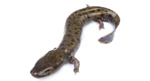 Necturus_maculosus