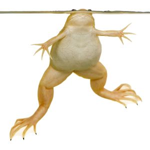 Xenopus laevis