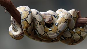 anoressia squamata