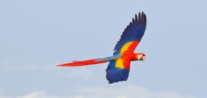 ara in volo
