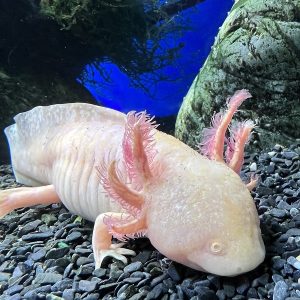 Axolotl
