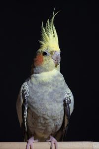 calopsitta