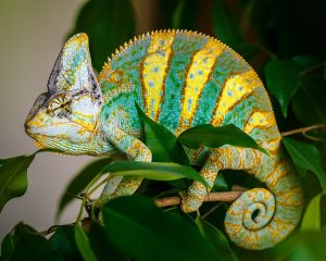 I camaleonti Chamaeleo calyptratus e Furcifer pardalis