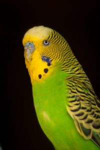 cocorita
