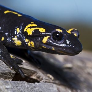 Salamandra