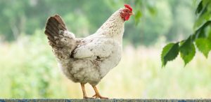 gallina Newcastle