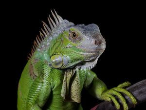 Iguana verde