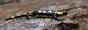 salamandra