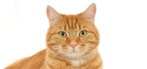 Cistite e calcoli vescicali gatto