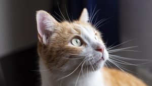 FIV gatto