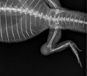 artite pogona