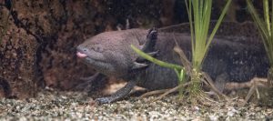 axolotl malattie
