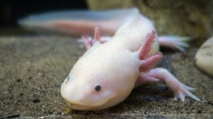 Axolotl