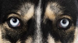 cane congiuntivite