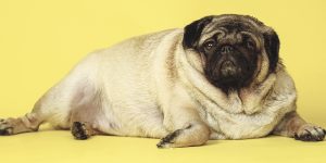 cane obesità