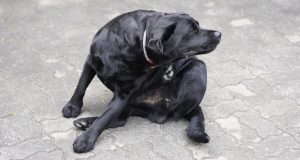 cane pulci