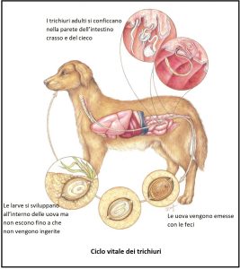 ciclo vitale trichiuri