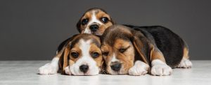 coccidiosi cane
