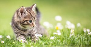 coccidiosi gatto