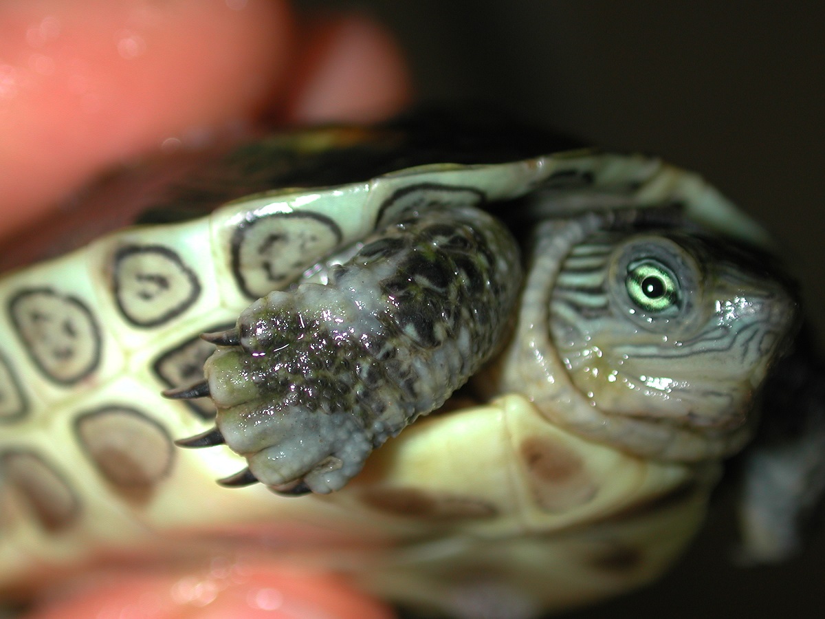 dermatite tartarughe
