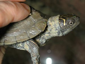 dermatite tartarughe