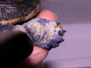 dermatite tartarughe
