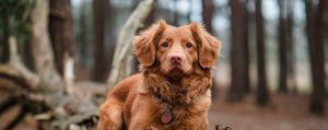dermatofitosi cane