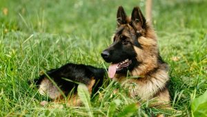 displasia anca cane