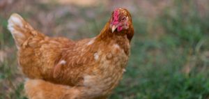 favo gallina
